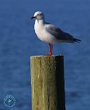 Silver Gull 9K56D-14